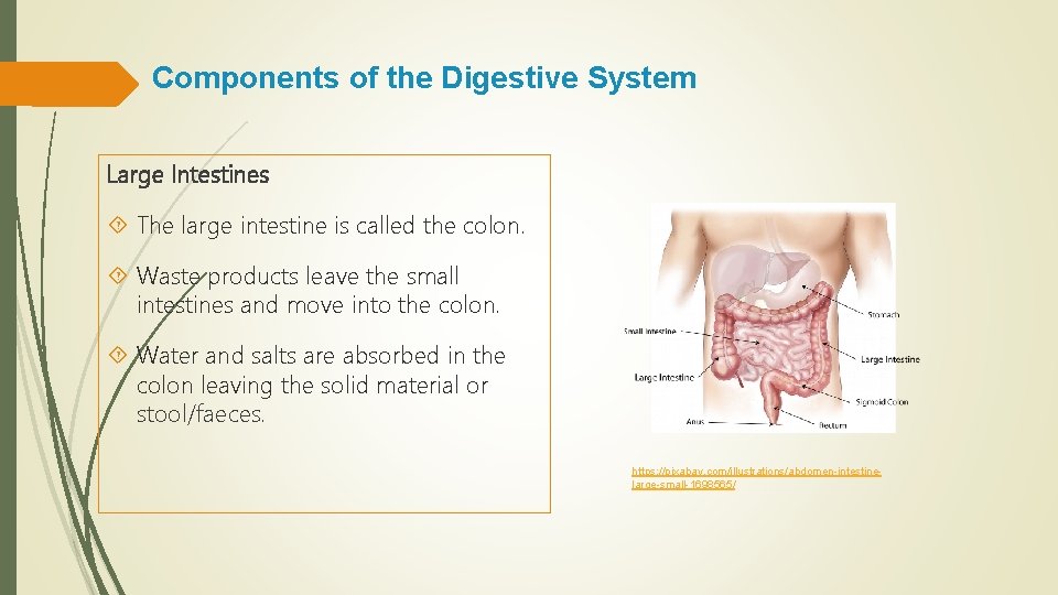 Components of the Digestive System Large Intestines The large intestine is called the colon.
