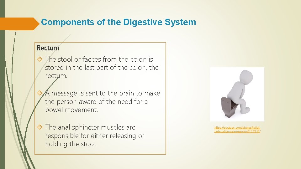 Components of the Digestive System Rectum The stool or faeces from the colon is