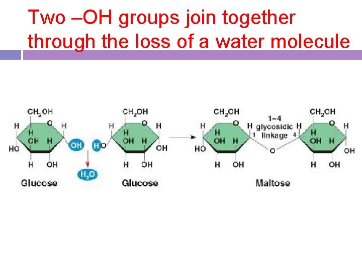 Two –OH groups join together through the loss of a water molecule 