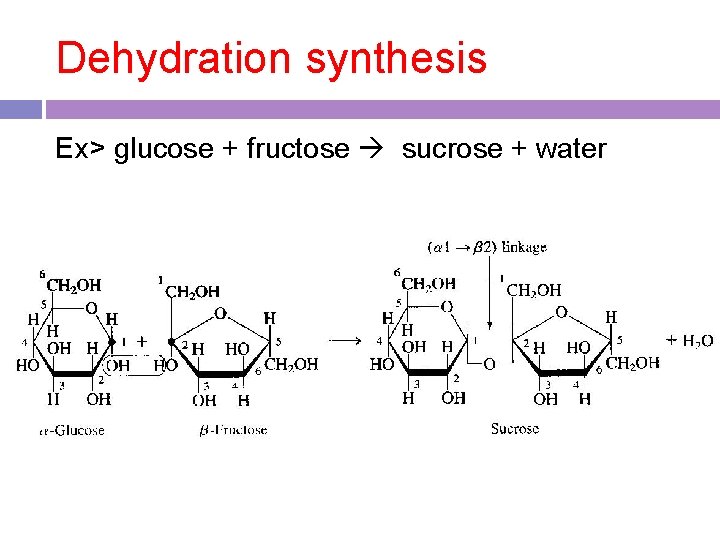 Dehydration synthesis Ex> glucose + fructose sucrose + water 