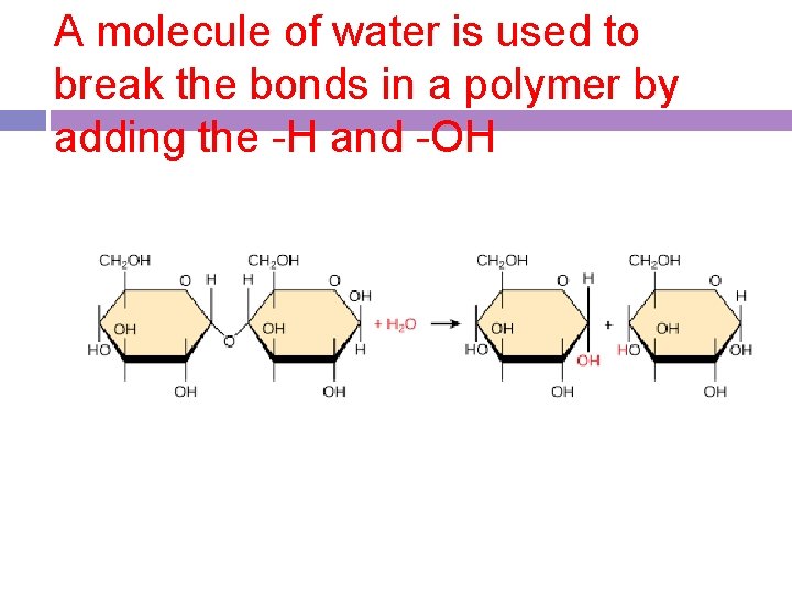 A molecule of water is used to break the bonds in a polymer by A molecule of water is used to break the bonds in a polymer by