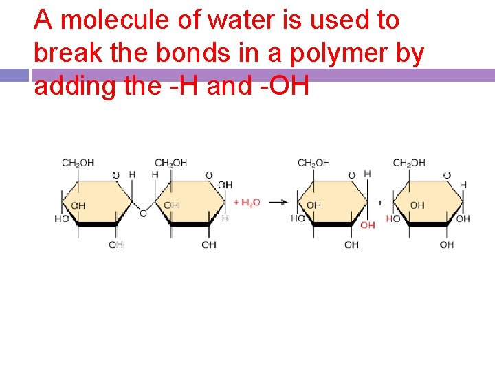 A molecule of water is used to break the bonds in a polymer by