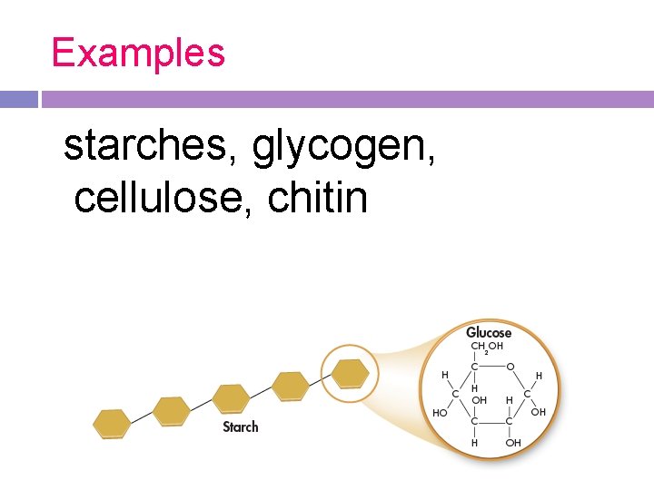 Examples starches, glycogen, cellulose, chitin 