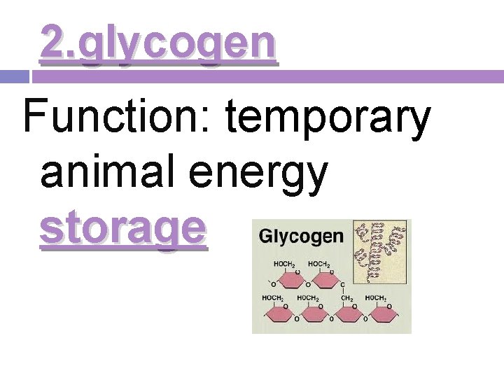 2. glycogen Function: temporary animal energy storage 