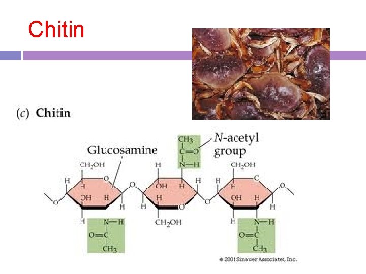 Chitin Chitin