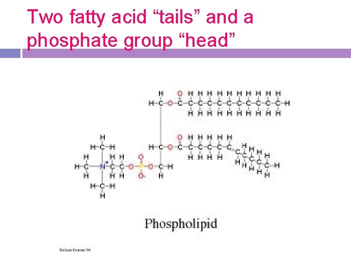 Two fatty acid “tails” and a phosphate group “head” 