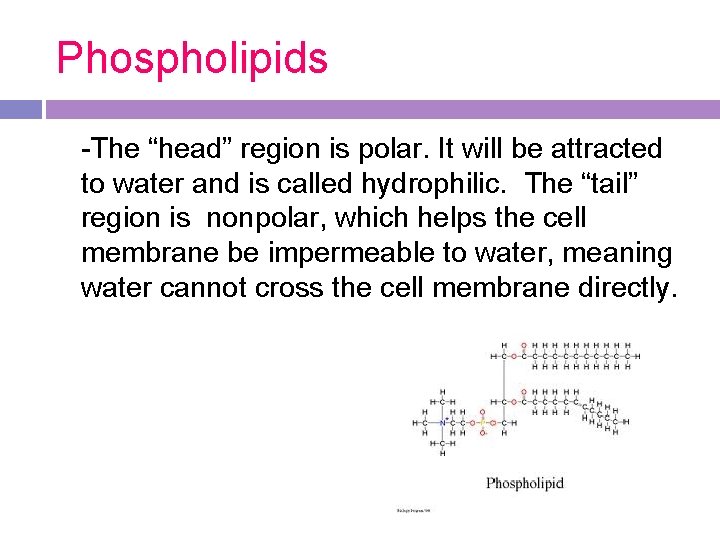 Phospholipids -The “head” region is polar. It will be attracted to water and is