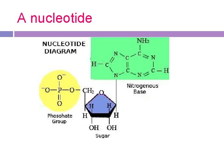 A nucleotide A nucleotide