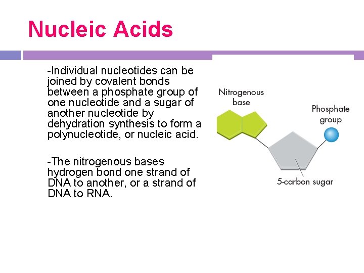 Nucleic Acids -Individual nucleotides can be joined by covalent bonds between a phosphate group