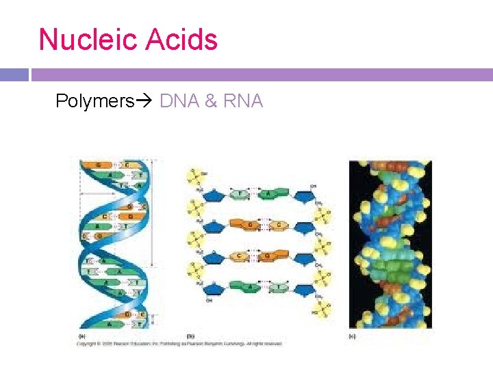 Nucleic Acids Polymers DNA & RNA Nucleic Acids Polymers DNA & RNA