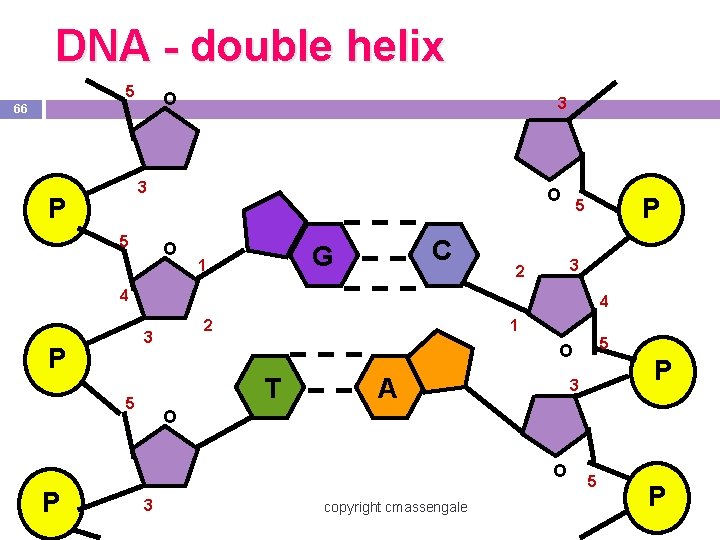 DNA - double helix 5 O 66 3 3 P 5 O O C