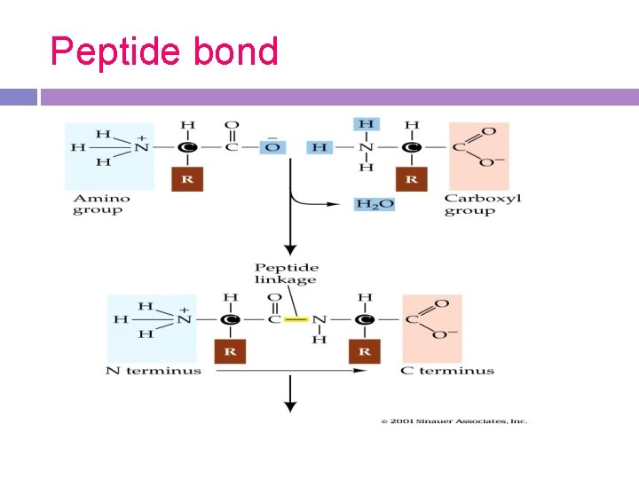 Peptide bond Peptide bond