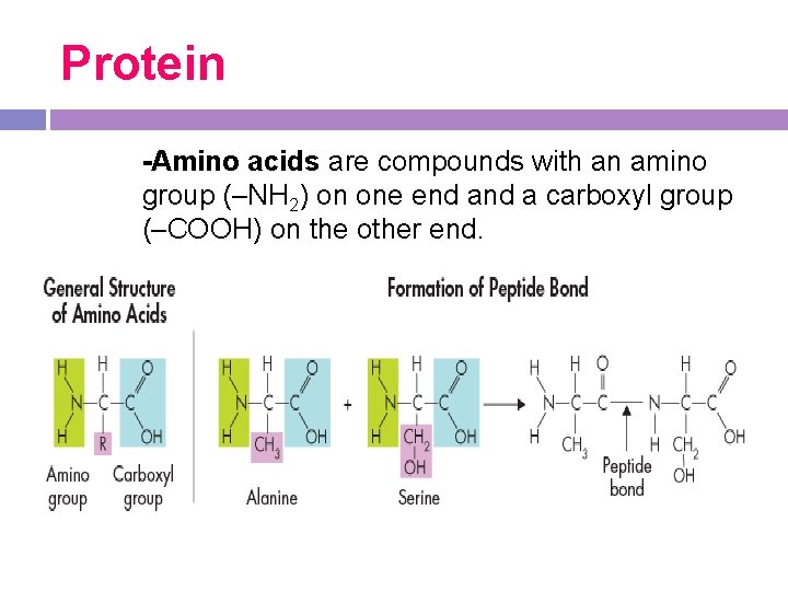 Protein -Amino acids are compounds with an amino group (–NH 2) on one end Protein -Amino acids are compounds with an amino group (–NH 2) on one end