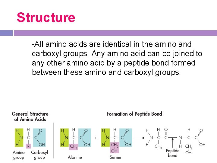 Structure -All amino acids are identical in the amino and carboxyl groups. Any amino