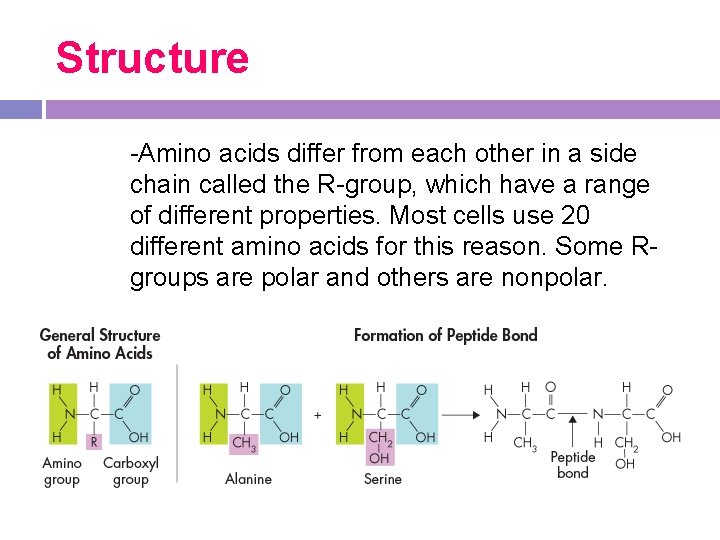 Structure -Amino acids differ from each other in a side chain called the R-group, Structure -Amino acids differ from each other in a side chain called the R-group,