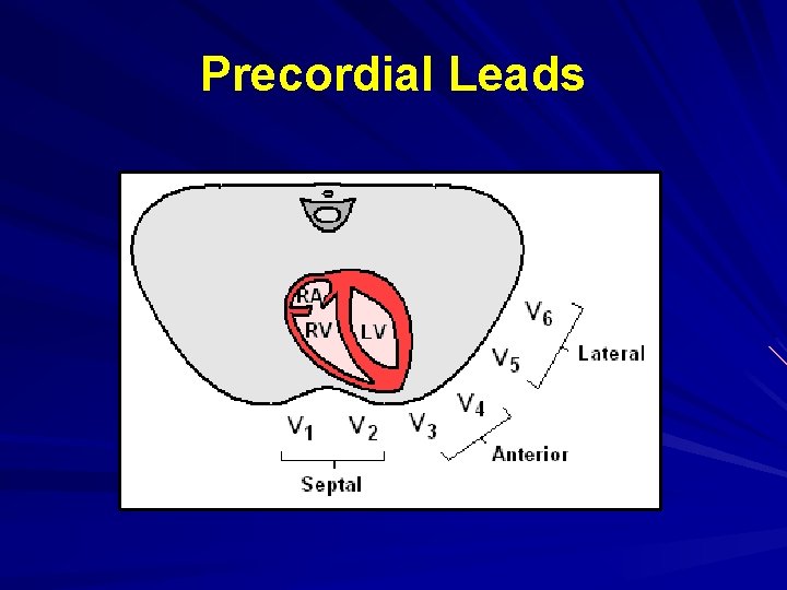 Precordial Leads 