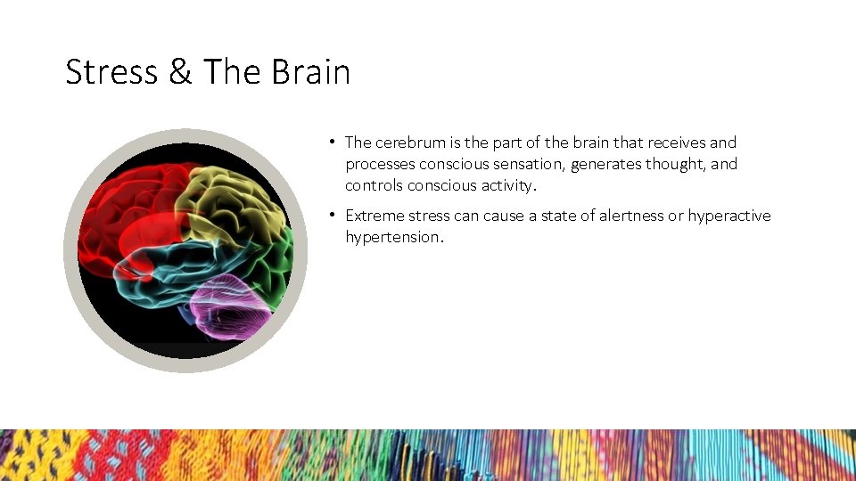 Stress & The Brain • The cerebrum is the part of the brain that