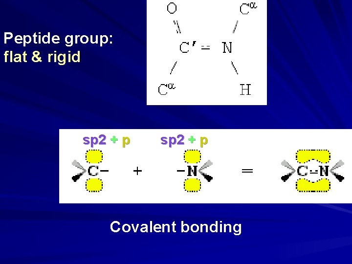 Peptide group: flat & rigid sp 2 + p Covalent bonding 
