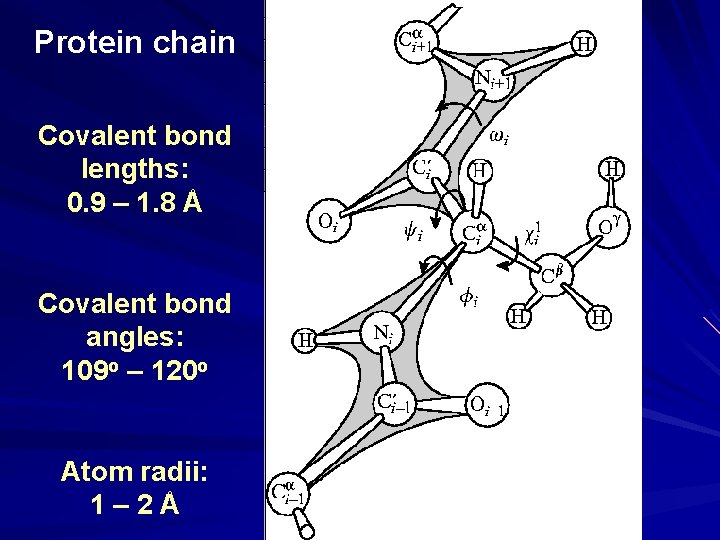 Protein chain Covalent bond lengths: 0. 9 – 1. 8 Å Covalent bond angles: