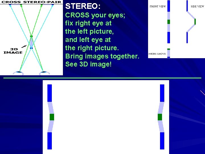 STEREO: CROSS your eyes; fix right eye at the left picture, and left eye