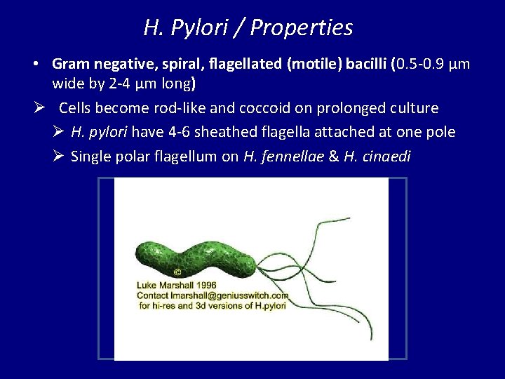 H. Pylori / Properties • Gram negative, spiral, flagellated (motile) bacilli (0. 5 -0.