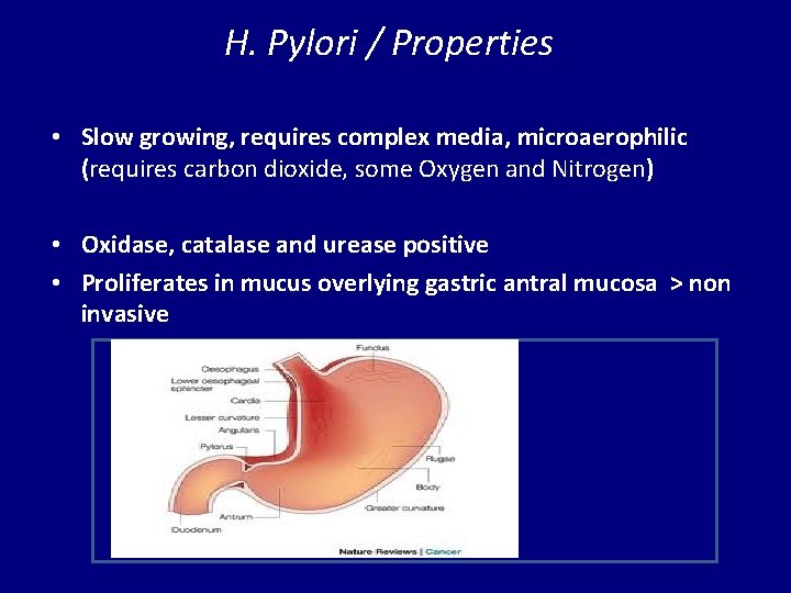 H. Pylori / Properties • Slow growing, requires complex media, microaerophilic (requires carbon dioxide,