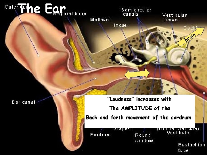 The Ear ain r b “Loudness” increases with The AMPLITUDE of the Back and