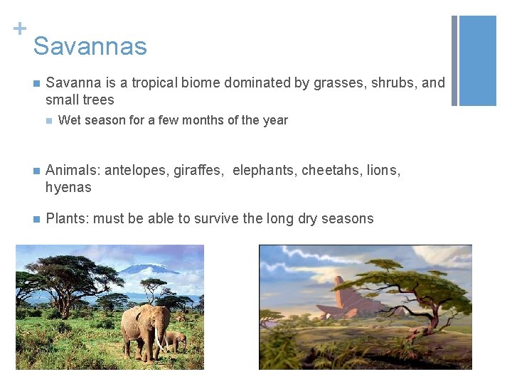 + Savannas n Savanna is a tropical biome dominated by grasses, shrubs, and small