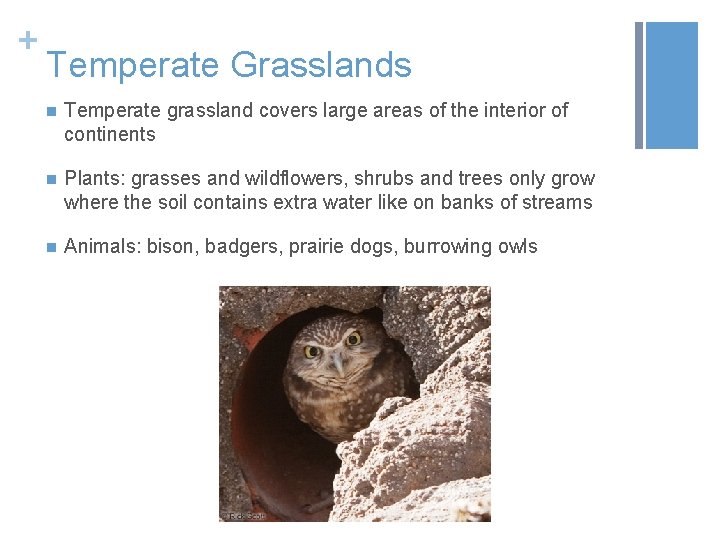 + Temperate Grasslands n Temperate grassland covers large areas of the interior of continents