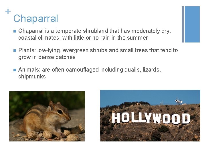 + Chaparral n Chaparral is a temperate shrubland that has moderately dry, coastal climates,