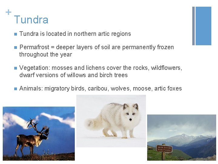 + Tundra n Tundra is located in northern artic regions n Permafrost = deeper