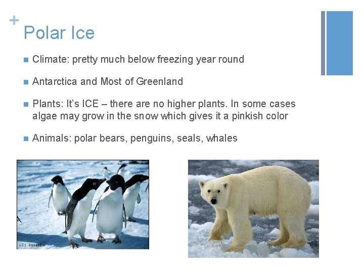 + Polar Ice n Climate: pretty much below freezing year round n Antarctica and
