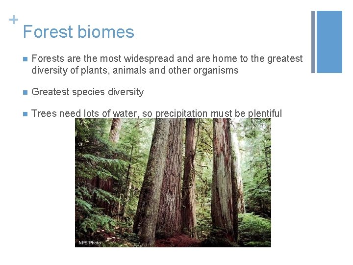 + Forest biomes n Forests are the most widespread and are home to the