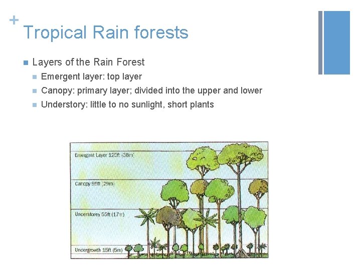 + Tropical Rain forests n Layers of the Rain Forest n Emergent layer: top