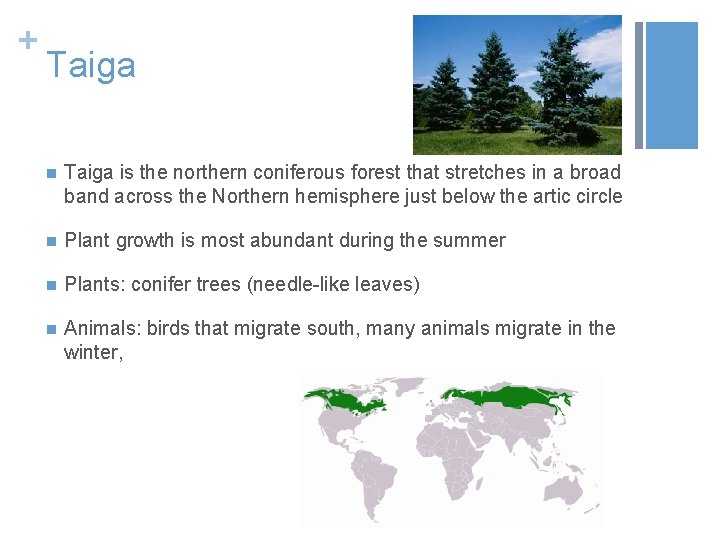 + Taiga n Taiga is the northern coniferous forest that stretches in a broad