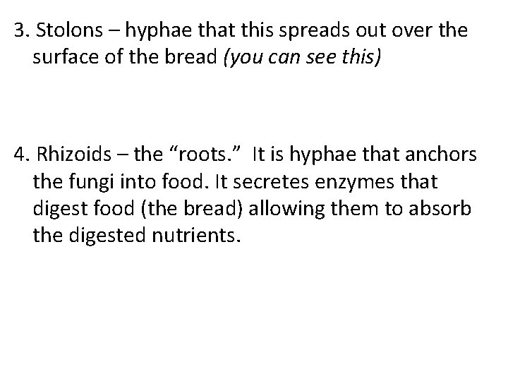 3. Stolons – hyphae that this spreads out over the surface of the bread