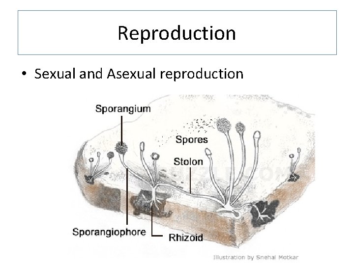 Reproduction • Sexual and Asexual reproduction 