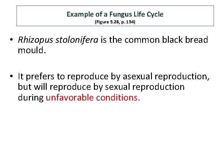 Example of a Fungus Life Cycle (Figure 5. 28, p. 154) • Rhizopus stolonifera
