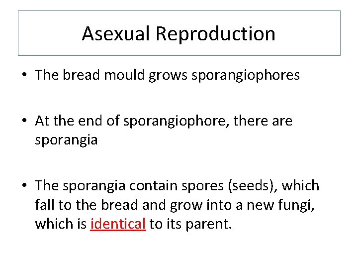 Asexual Reproduction • The bread mould grows sporangiophores • At the end of sporangiophore,