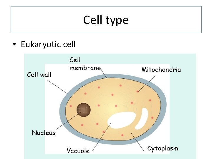 Cell type • Eukaryotic cell 
