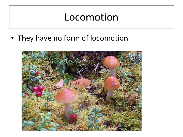 Locomotion • They have no form of locomotion 