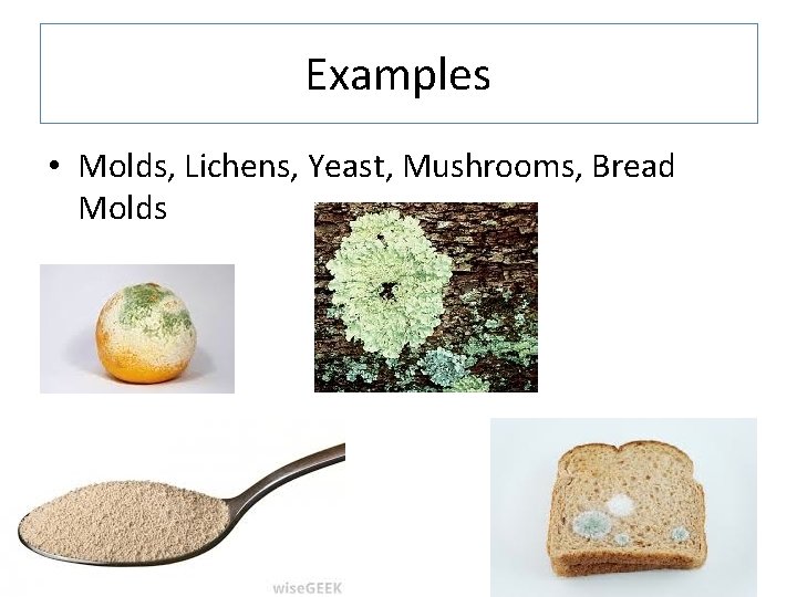 Examples • Molds, Lichens, Yeast, Mushrooms, Bread Molds 
