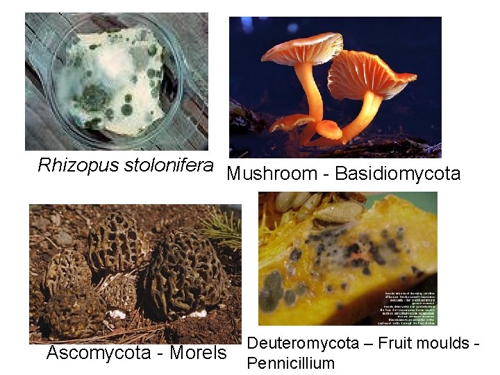 Rhizopus stolonifera Mushroom - Basidiomycota Ascomycota - Morels Deuteromycota – Fruit moulds Pennicillium 