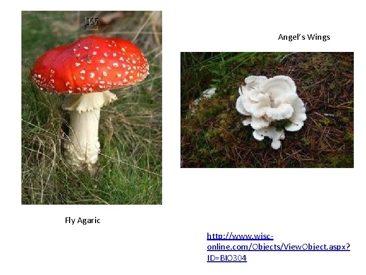 Angel’s Wings Fly Agaric http: //www. wisconline. com/Objects/View. Object. aspx? ID=BIO 304 