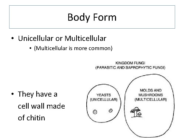 Body Form • Unicellular or Multicellular • (Multicellular is more common) • They have