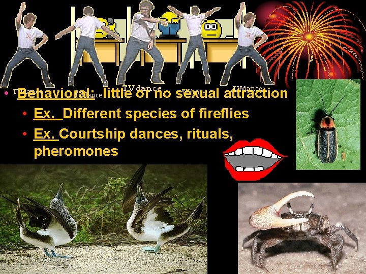  • Behavioral: little or no sexual attraction • Ex. Different species of fireflies