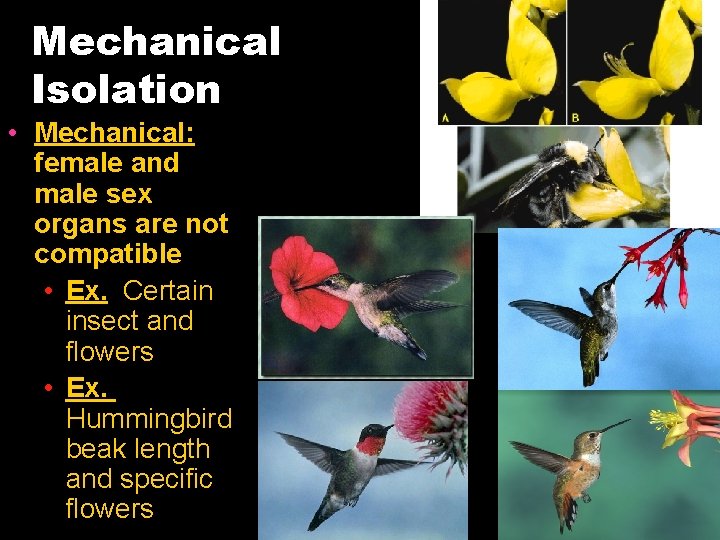 Mechanical Isolation • Mechanical: female and male sex organs are not compatible • Ex.