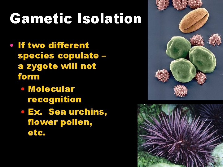 Gametic Isolation • If two different species copulate – a zygote will not form