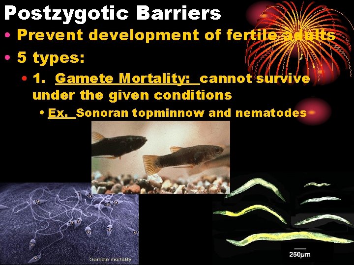 Postzygotic Barriers • Prevent development of fertile adults • 5 types: • 1. Gamete