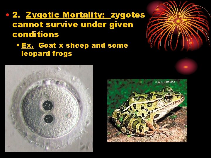  • 2. Zygotic Mortality: zygotes cannot survive under given conditions • Ex. Goat